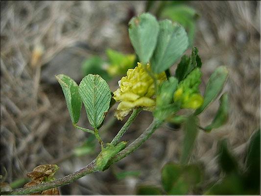 Trifolium_littoralis8934