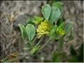 Trifolium_littoralis8934