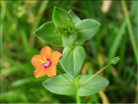 Anagallis_arvensis8851