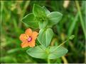 Anagallis_arvensis8851