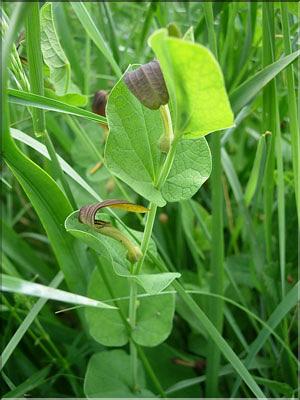 Aristolochia_rotunda8818