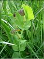 Aristolochia_rotunda8818