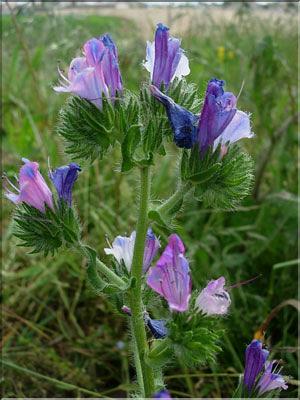 Echium_plantagineum8863