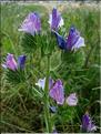 Echium_plantagineum8863