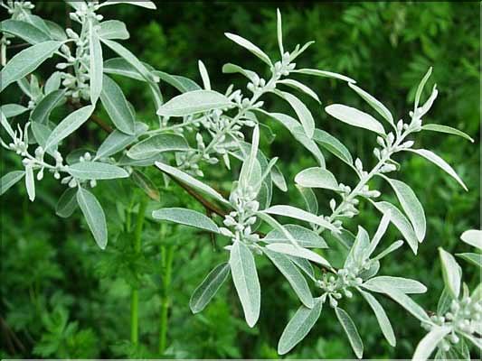 Eleagnus_angustifolia8822