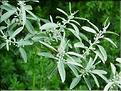 Eleagnus_angustifolia8822