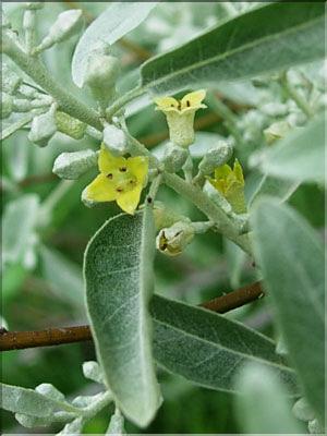 Eleagnus_angustifolia8825