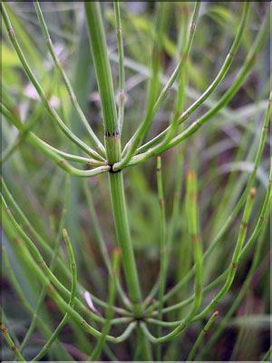Equisetum_palustris8819