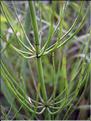 Equisetum_palustris8819