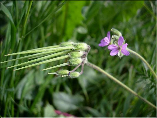 Erodium_moschatum8841