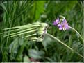 Erodium_moschatum8841