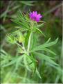 Geranium_dissectum8835