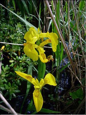 Iris_pseudacorus8833