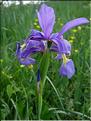 Iris_spuria8817