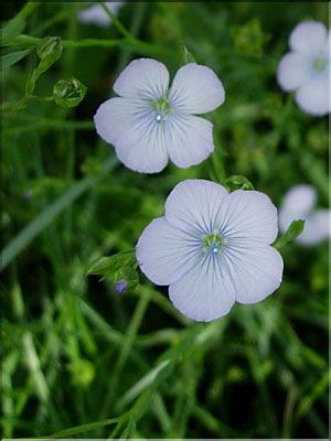 Linum_bienne8855
