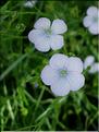 Linum_bienne8855
