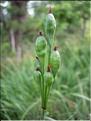 Narcissus_tazetta8815