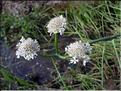 Oenanthe_fistulosa8856