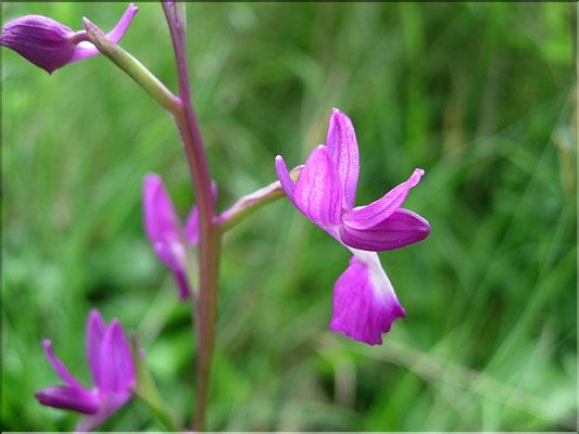 Orchis_laxiflora8829
