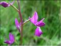Orchis_laxiflora8829