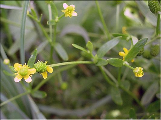 Ranunculus_sceleratus8850