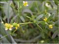 Ranunculus_sceleratus8850