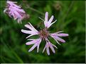 Silene_flos_cuculi8806