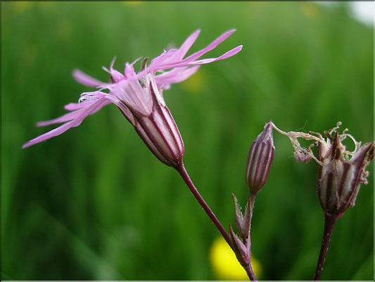 Silene_flos_cuculi8809