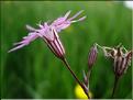 Silene_flos_cuculi8809