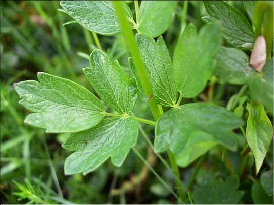 Thalictrum_flavum8813
