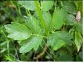 Thalictrum_flavum8813
