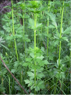 Thalictrum_flavum8824