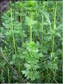 Thalictrum_flavum8824
