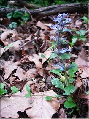 Ajuga_reptans9131