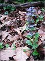 Ajuga_reptans9131