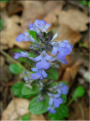 Ajuga_reptansMD2395