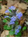 Ajuga_reptansMD2395