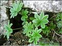 Alchemilla_alpina9257