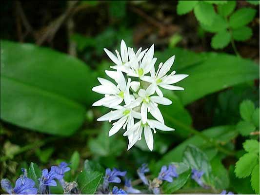 Allium_ursinum9292