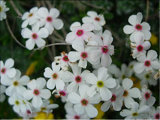 Androsace_villosa9230