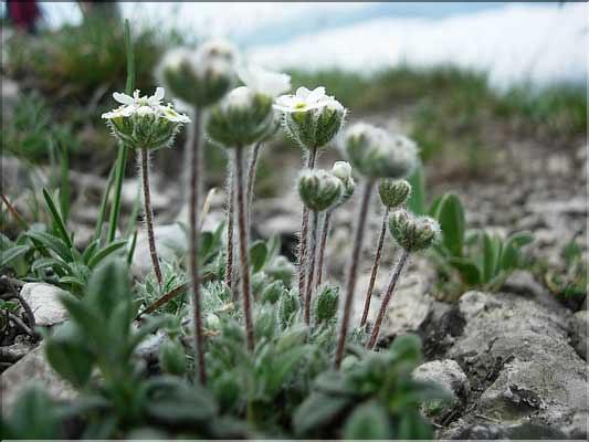 Androsace_villosa9246