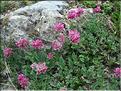 Anthyllis_montana9156