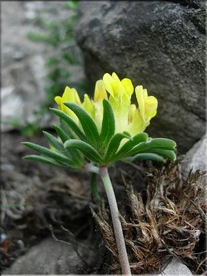 Anthyllis_vulneraria9237