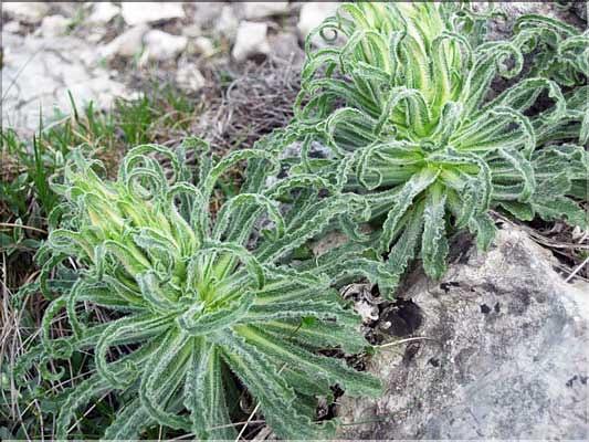 Campanula_speciosa6199