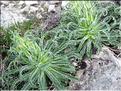 Campanula_speciosa6199