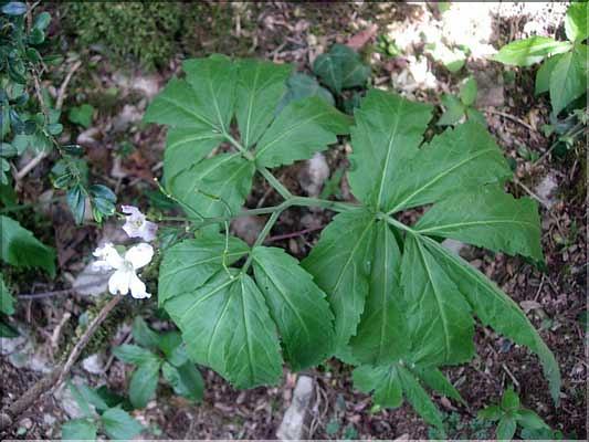 Cardamine_heptaphylla9260