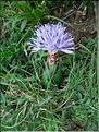 Carduncellus_mitissimus9171