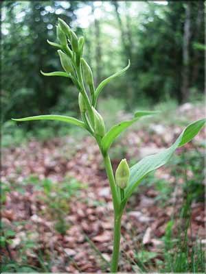 Cephalenthera_damason9201
