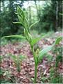 Cephalenthera_damason9201