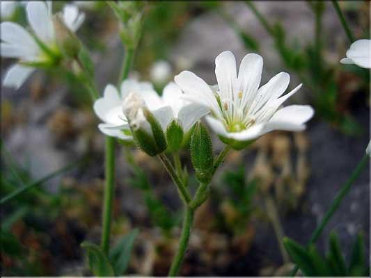 Cerastium_alp9212